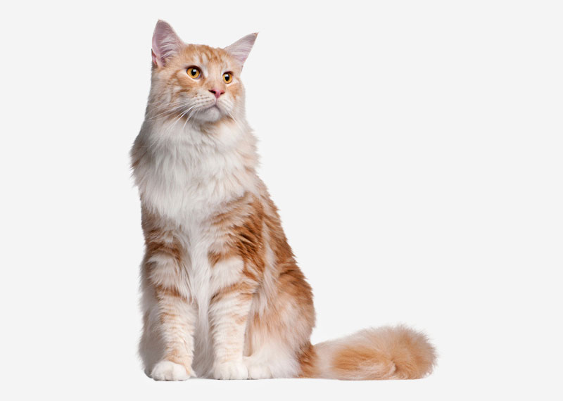 Maine Coon - 12