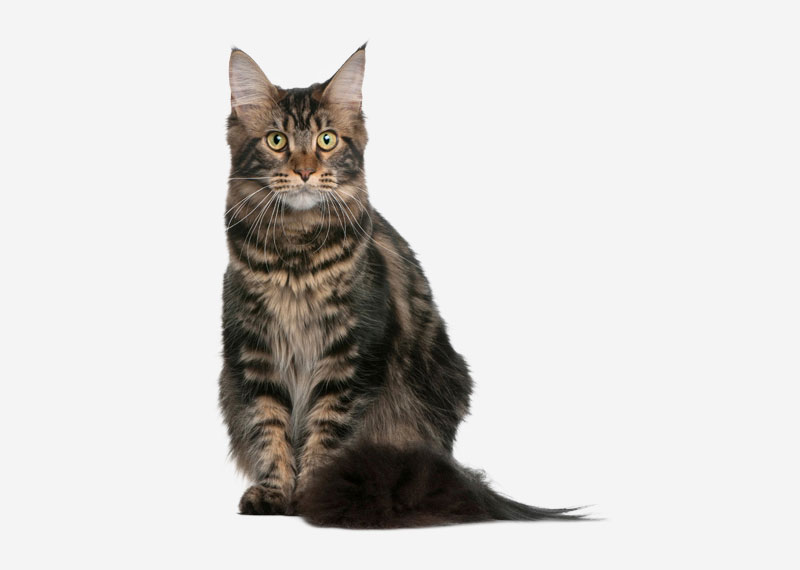 Maine Coon - 14