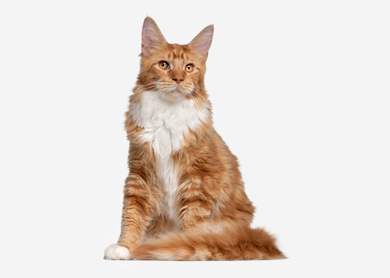 Maine Coon - 17