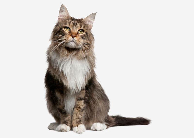 Maine Coon - 18