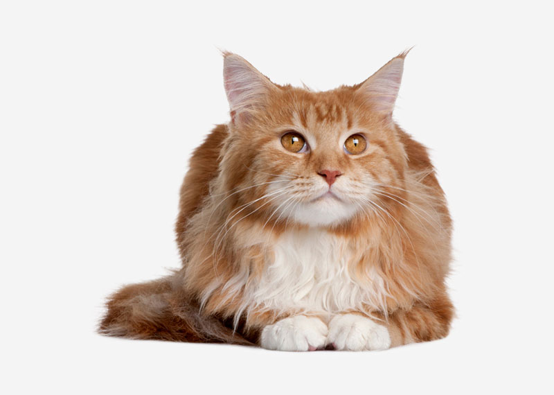 Maine Coon - 22