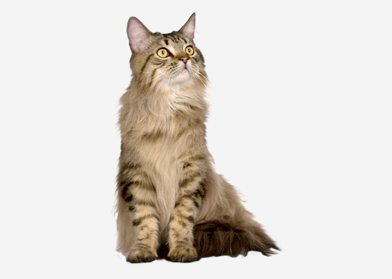 Maine Coon - 1