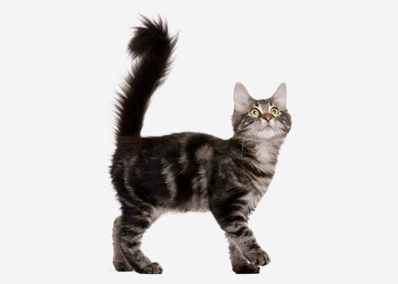 Maine Coon - 3